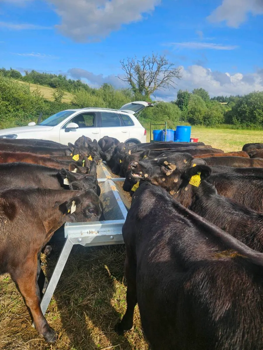 Angus weanling heifers - Image 4