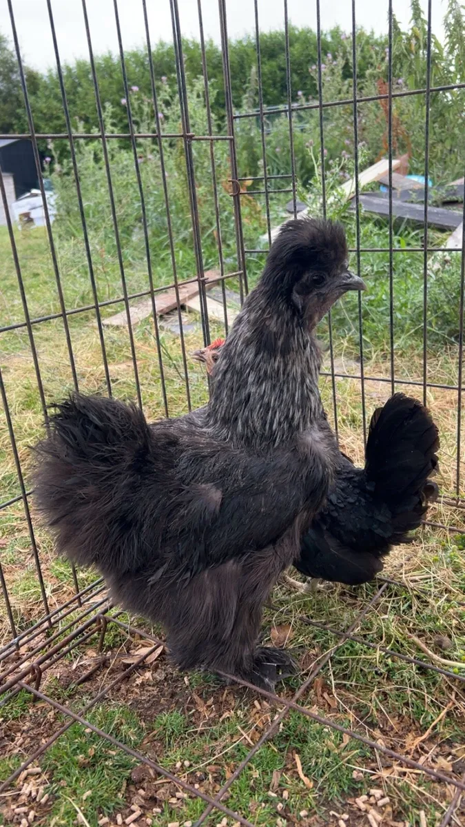 clockers and hens with chicks - Image 1