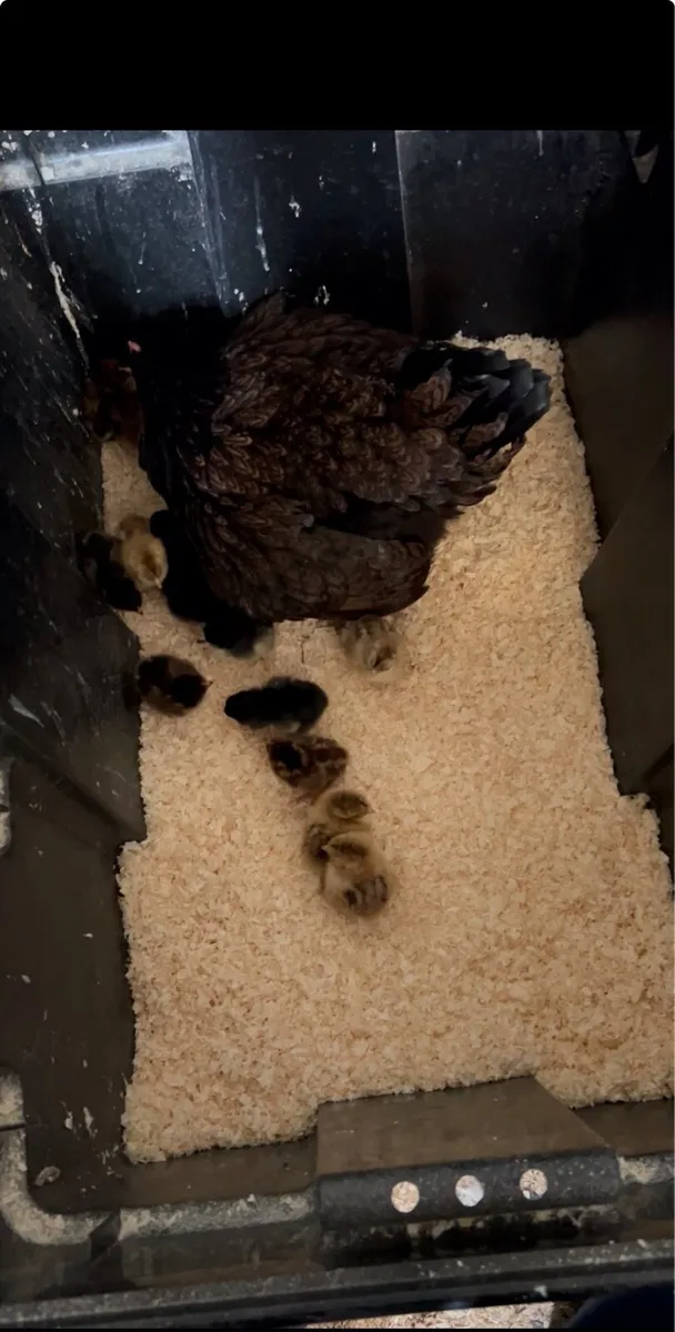 clockers and hens with chicks - Image 2