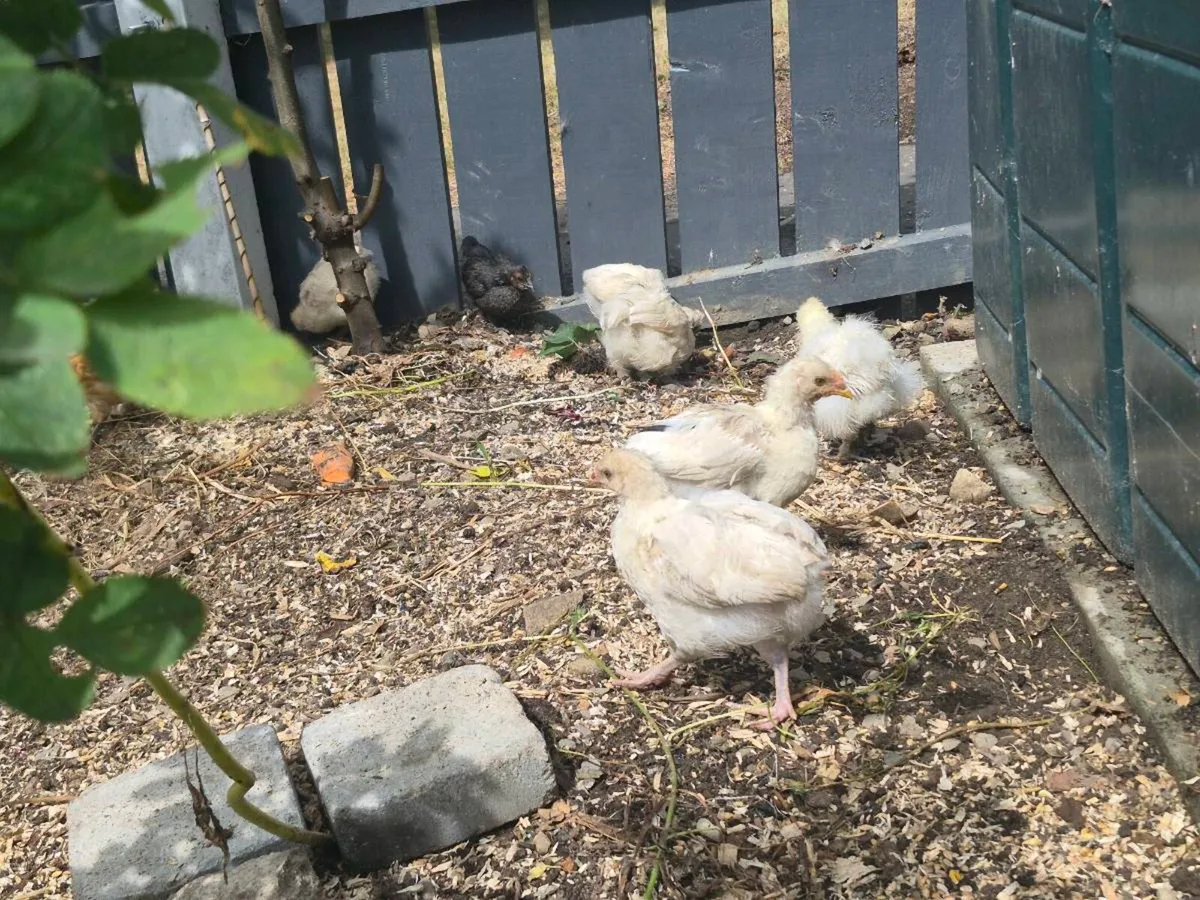 7 week old pure breed chicks - Image 2