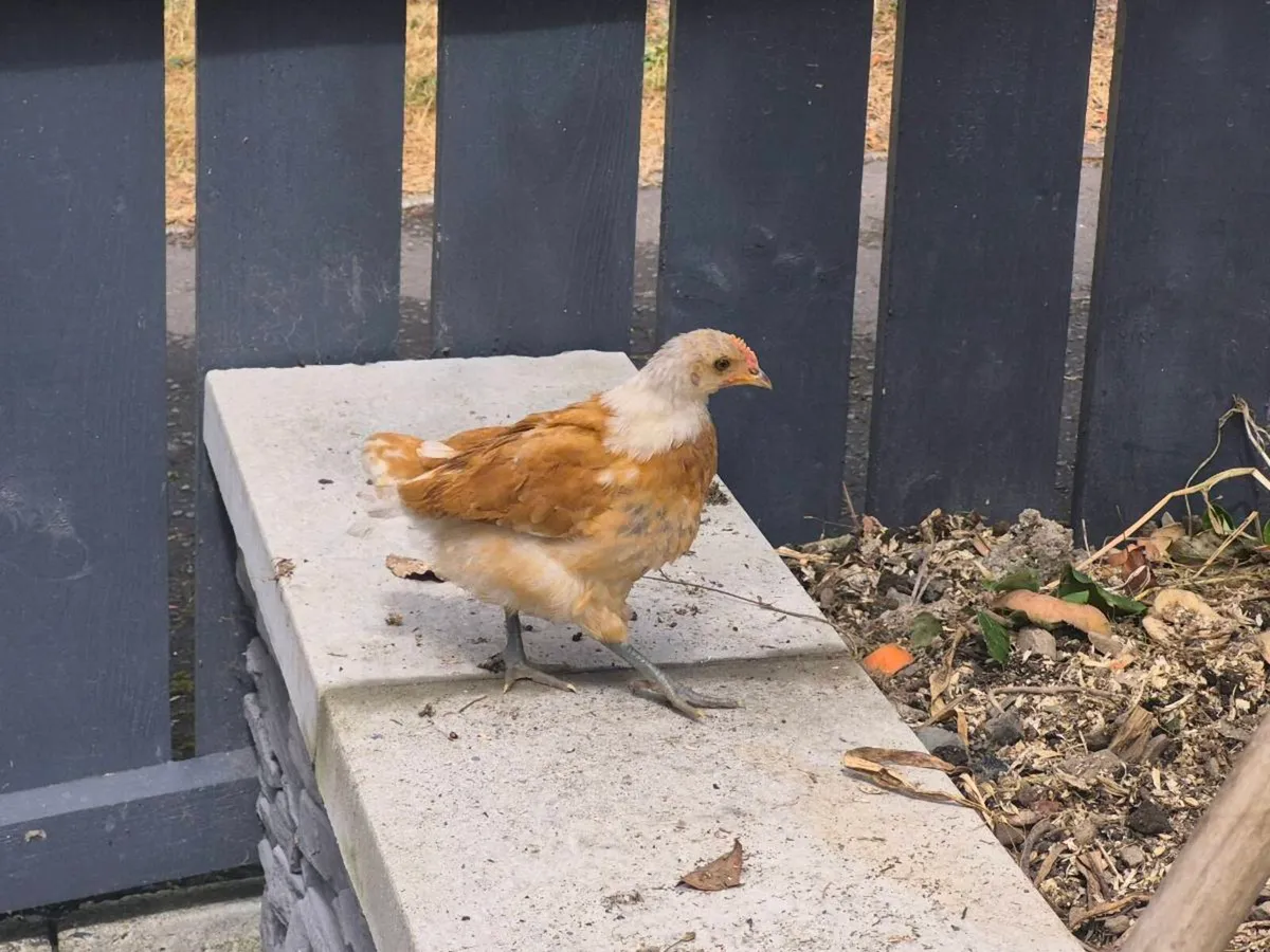 7 week old pure breed chicks - Image 3