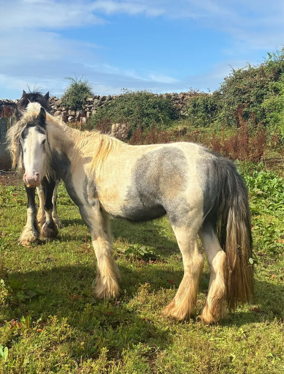 2 year old Filly - Image 1