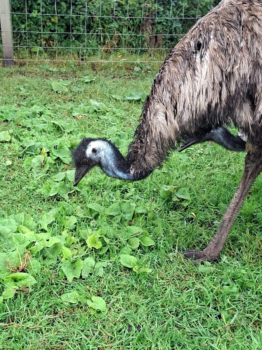 2 emus - Image 1