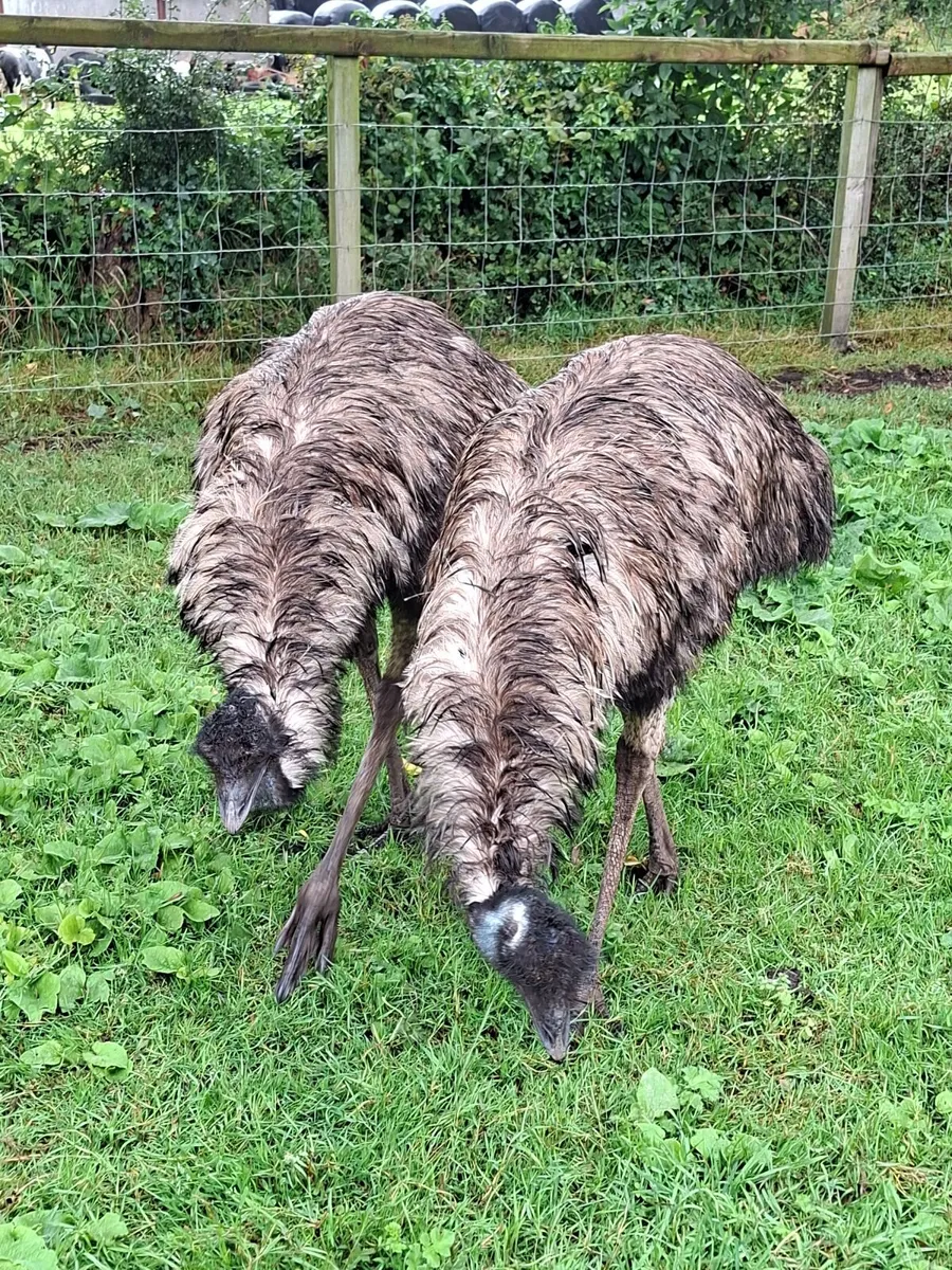 2 emus - Image 2