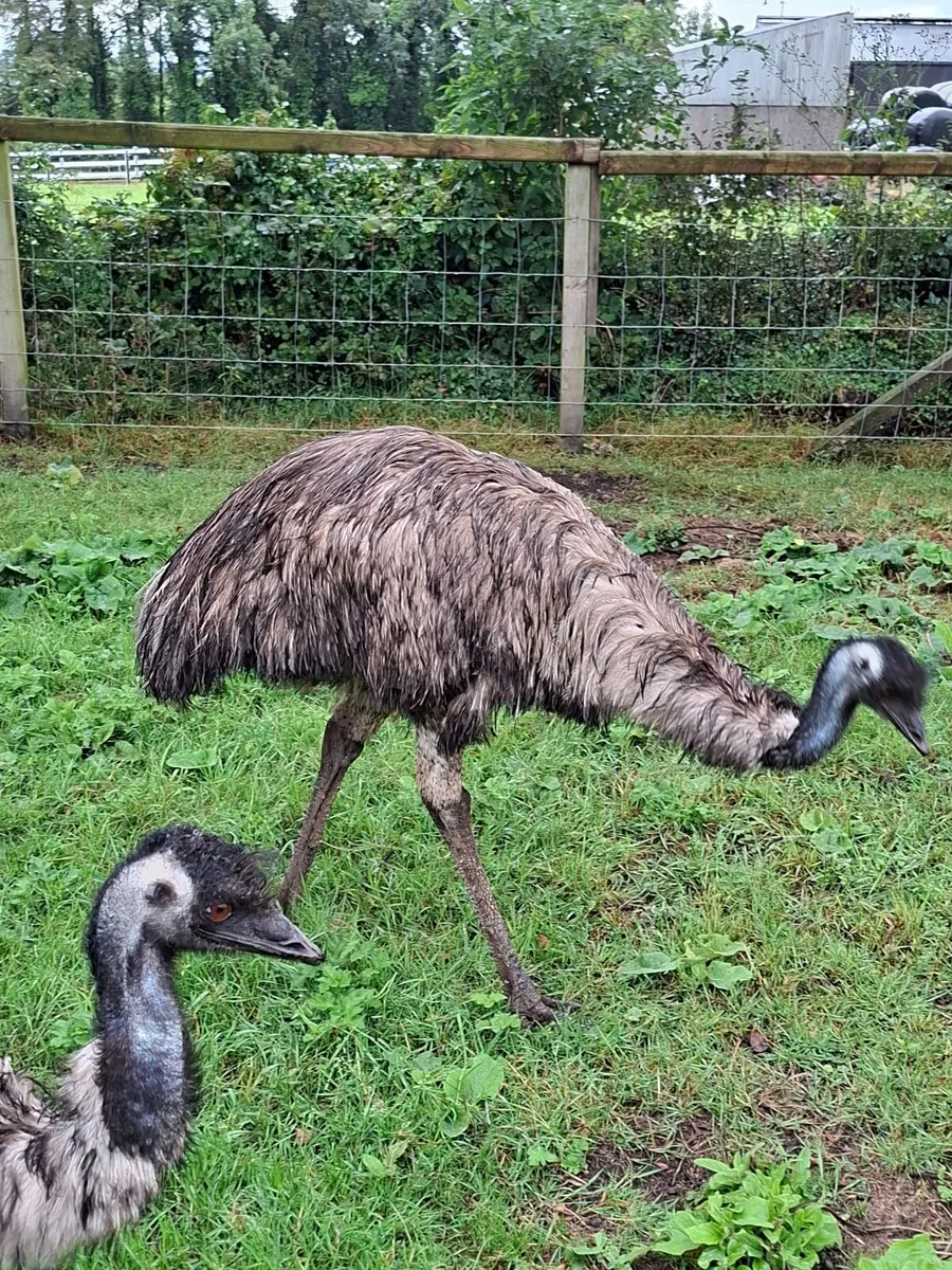 2 emus - Image 3