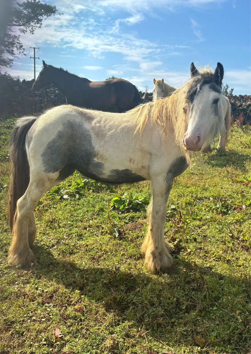 2 year old Filly - Image 3