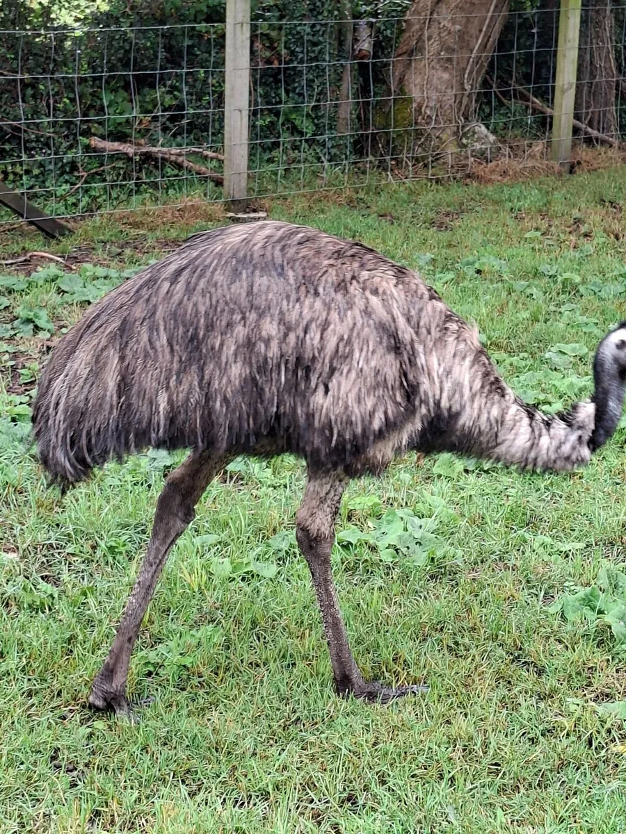 2 emus - Image 4