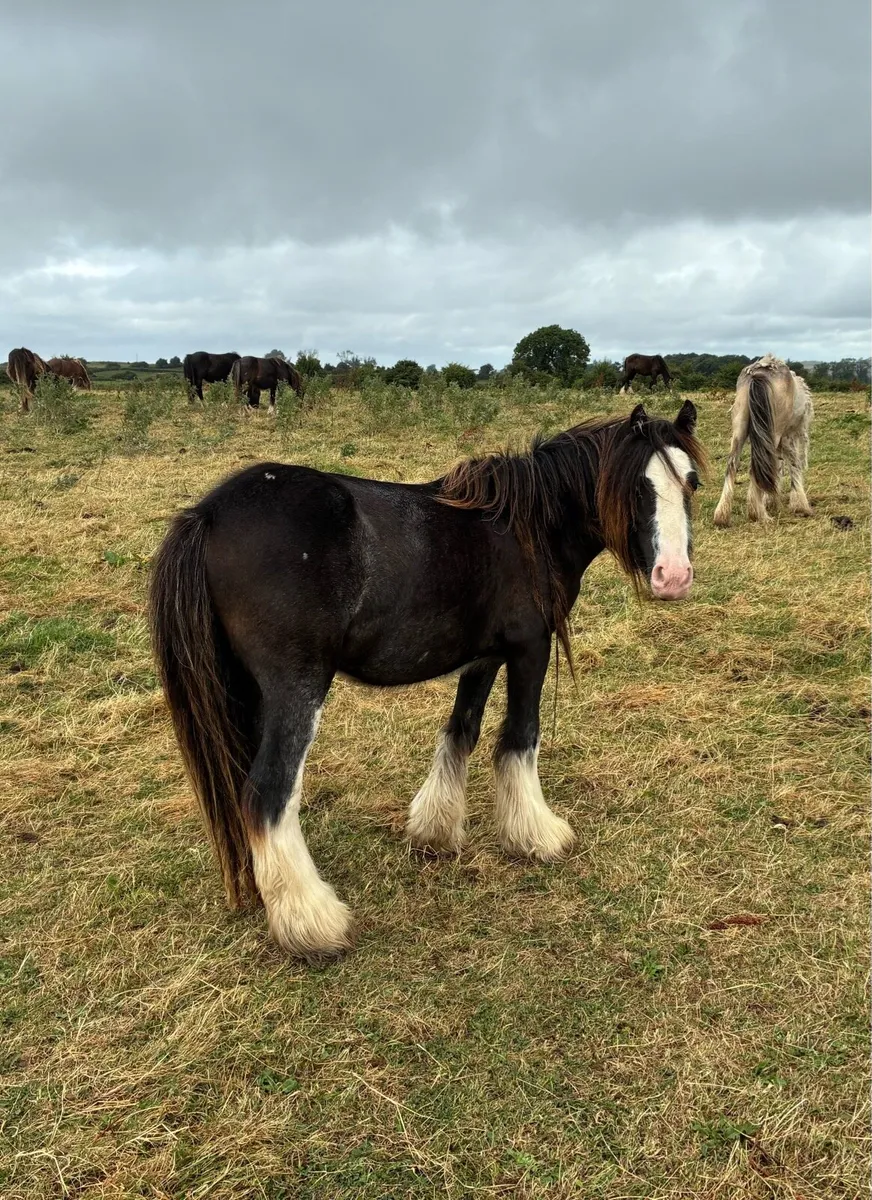 2 year old cob filly - Image 1