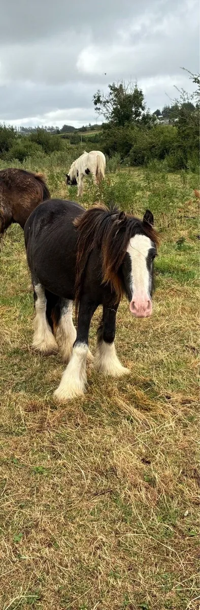 2 year old cob filly - Image 2