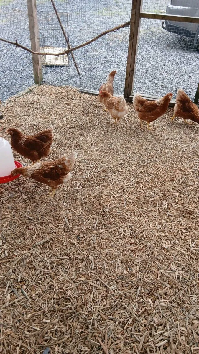 Chickens - Image 2