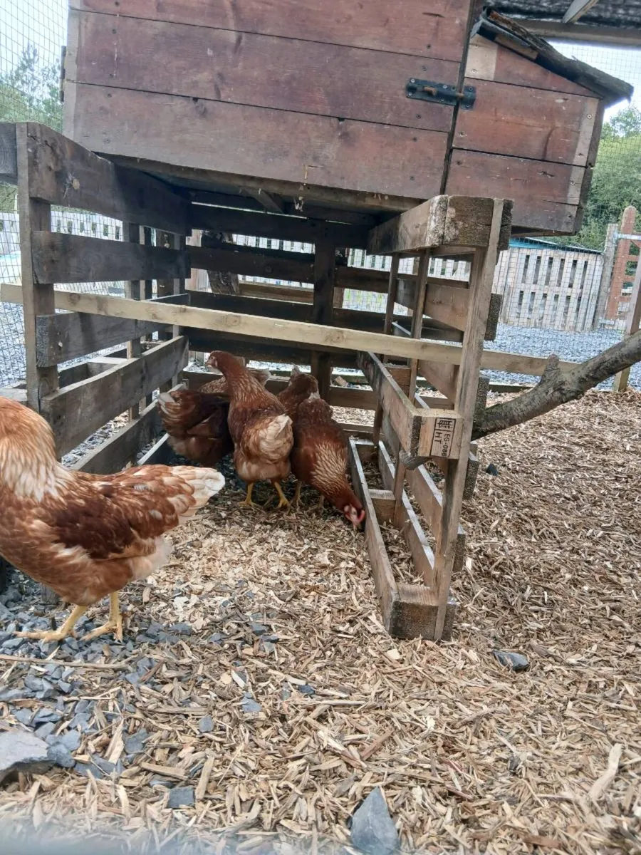 Chickens - Image 3