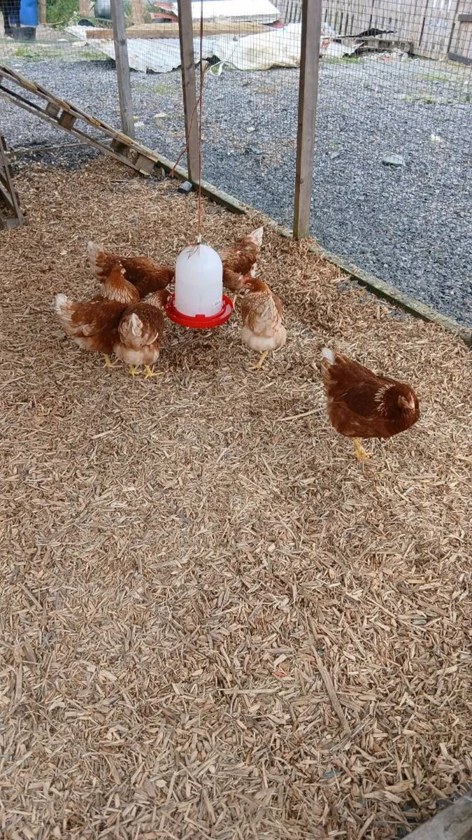 Chickens - Image 1
