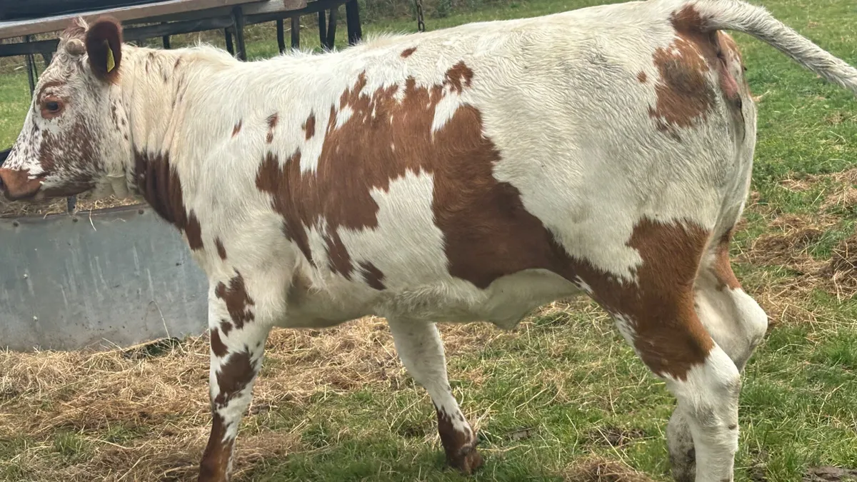 5 ⭐️ Genotyped Irish Moiled X Heifer - Image 4