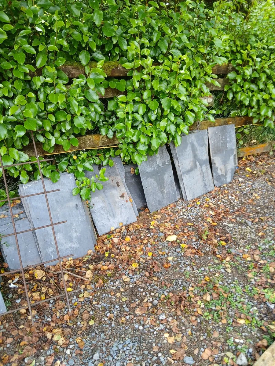 BANGER BLUE SLATES - Image 4