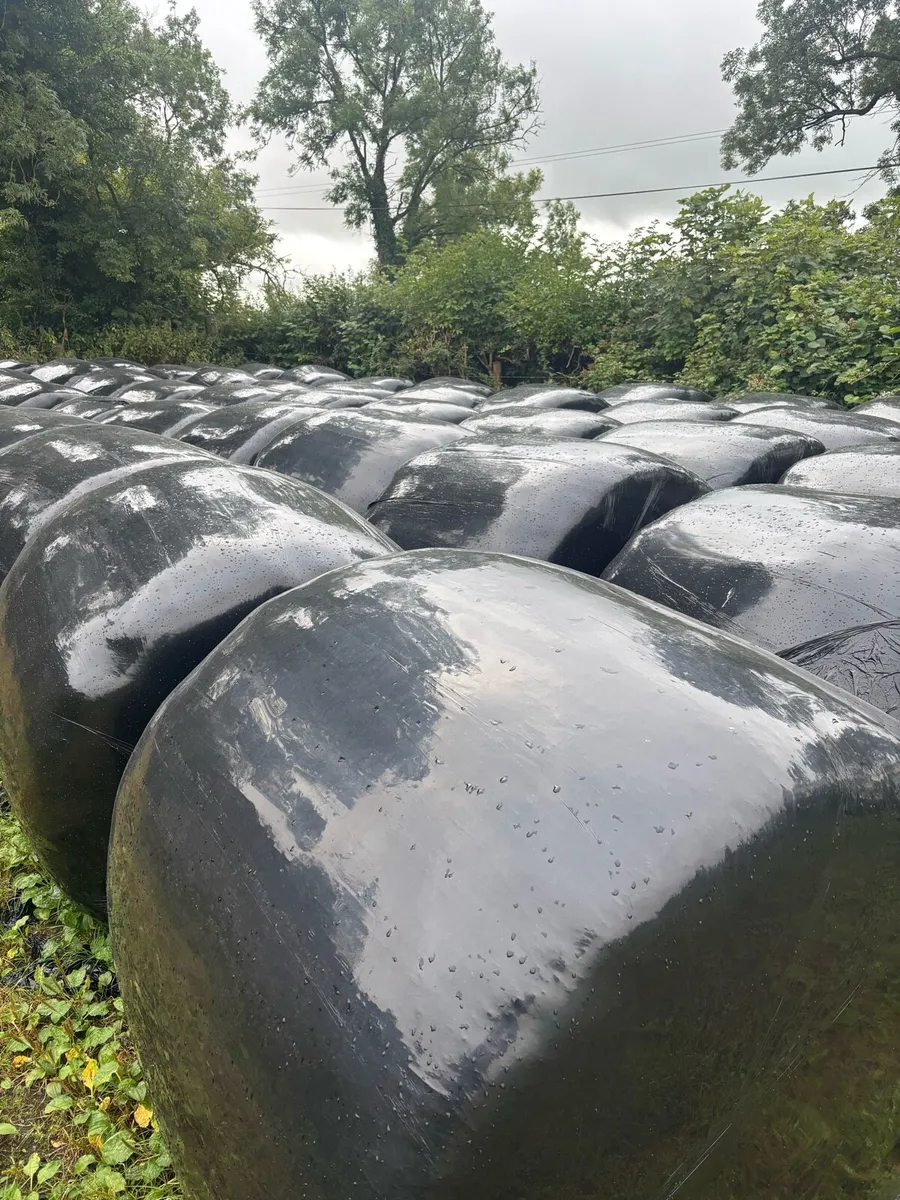 Silage - Image 2