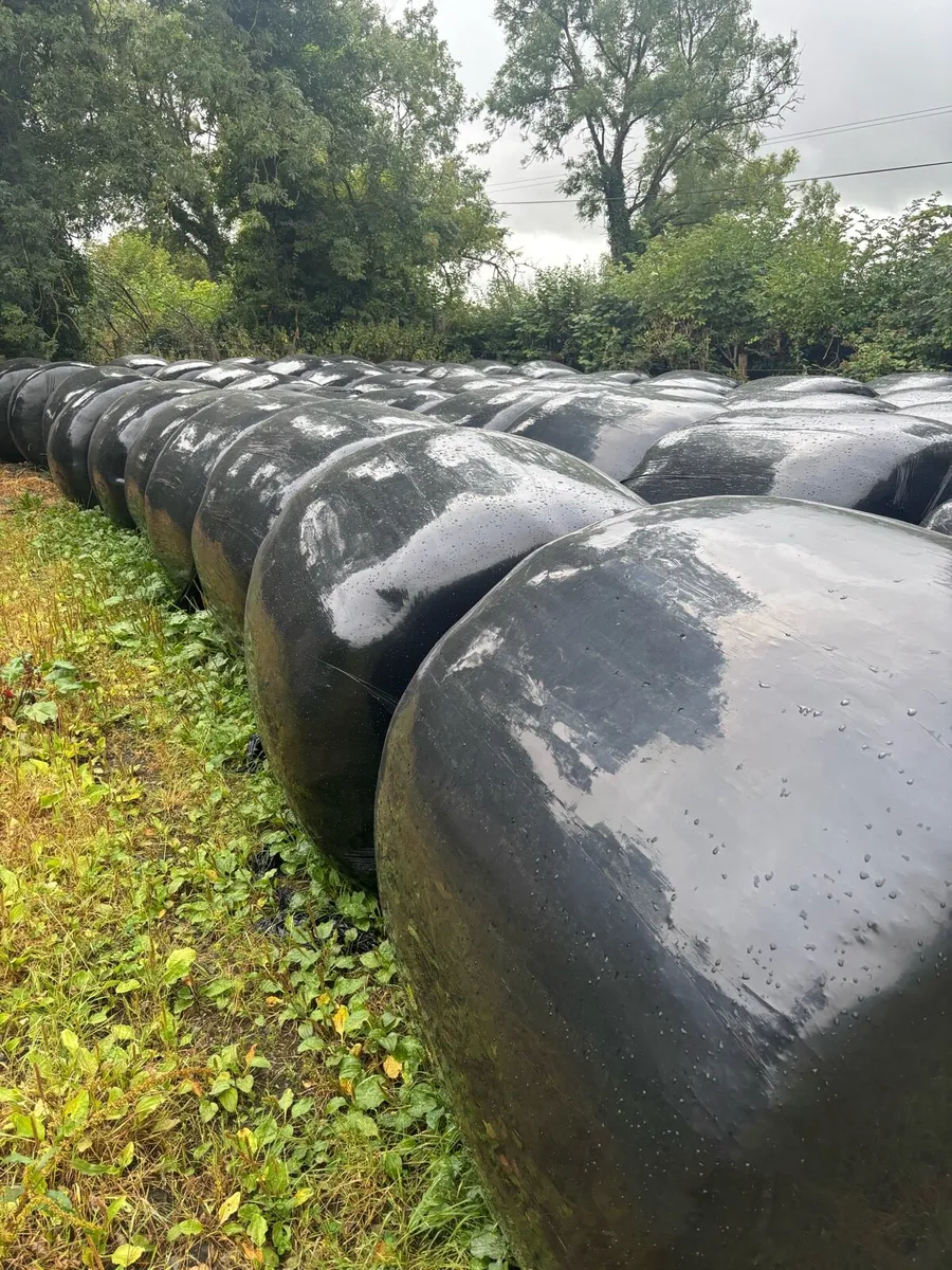 Silage - Image 3
