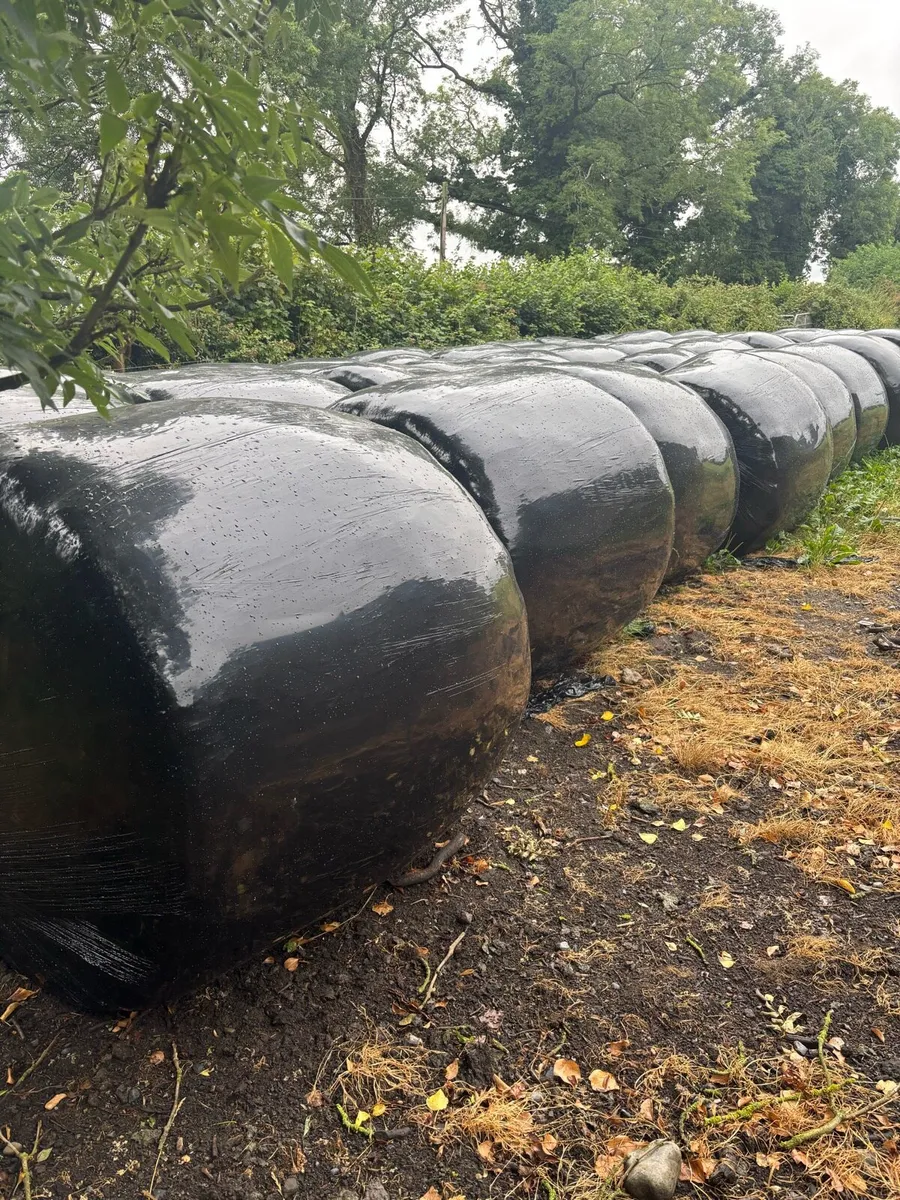 Silage - Image 1