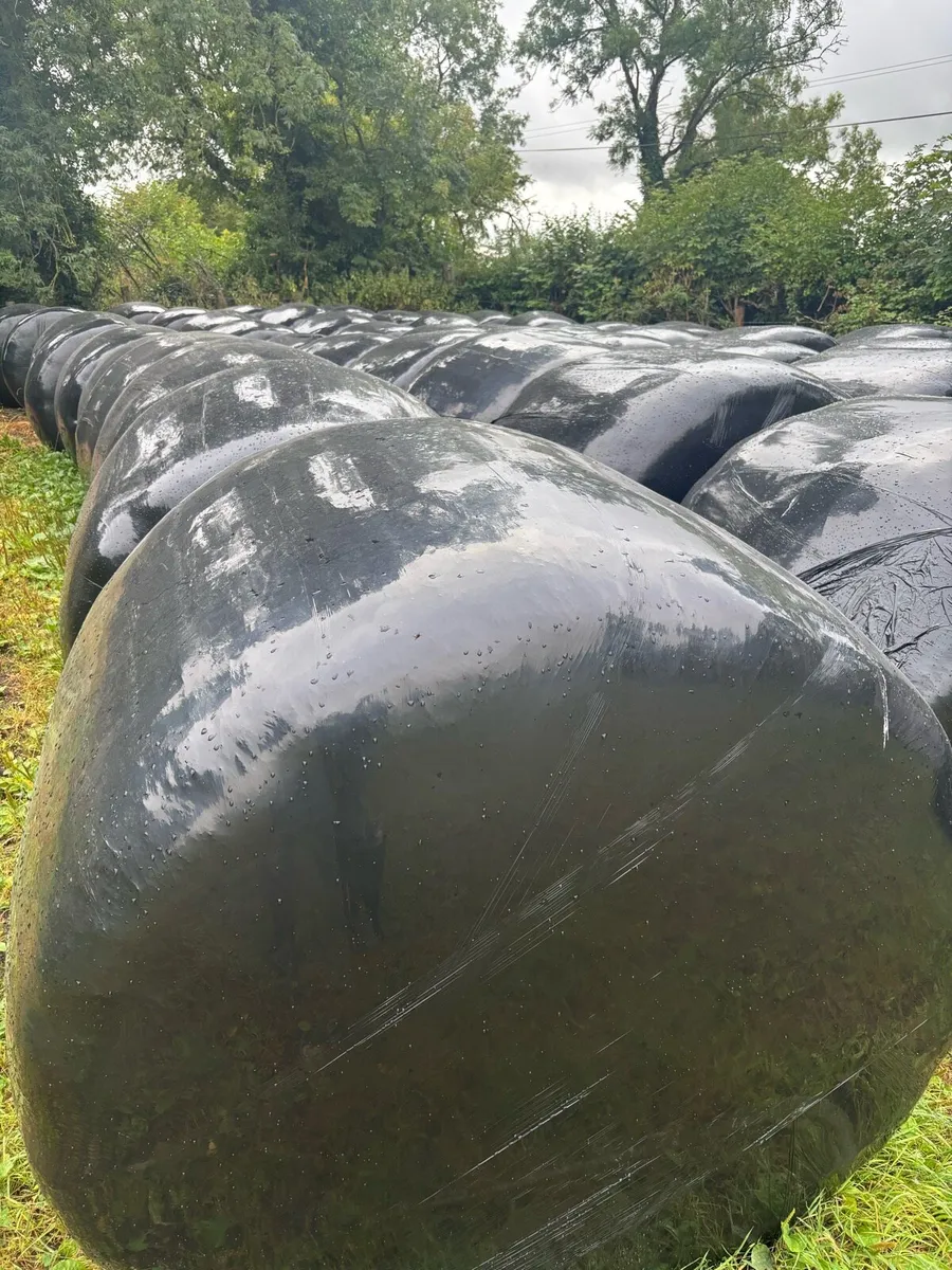 Silage - Image 4