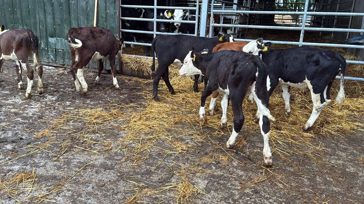 8 super Hereford weaned heifers - Image 2