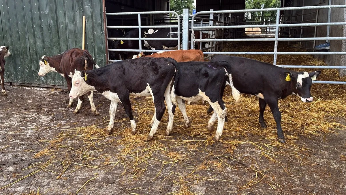 8 super Hereford weaned heifers - Image 1