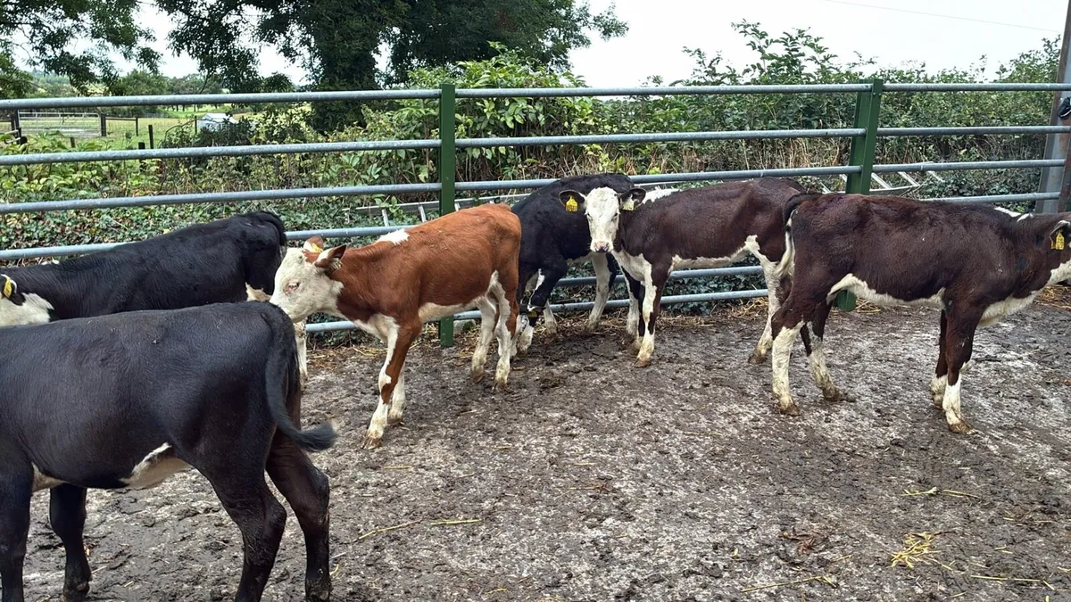 8 super Hereford weaned heifers - Image 4