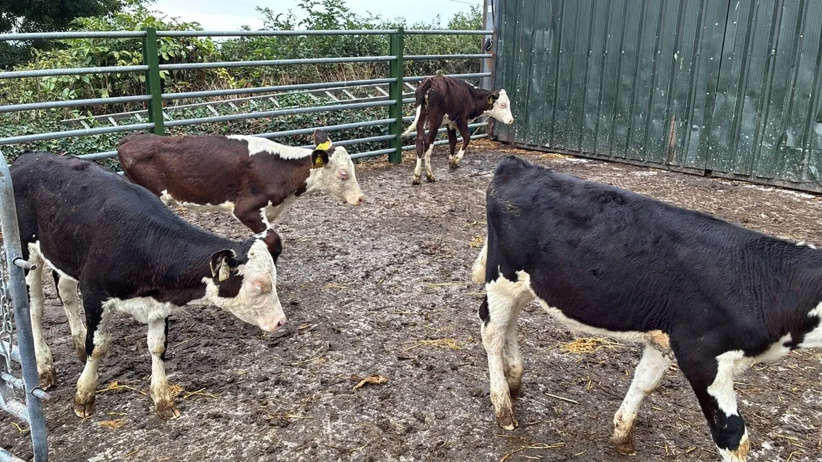 8 super Hereford weaned heifers - Image 3