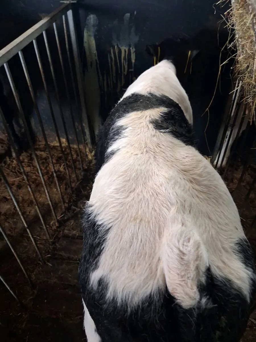 Continental calves - Image 1