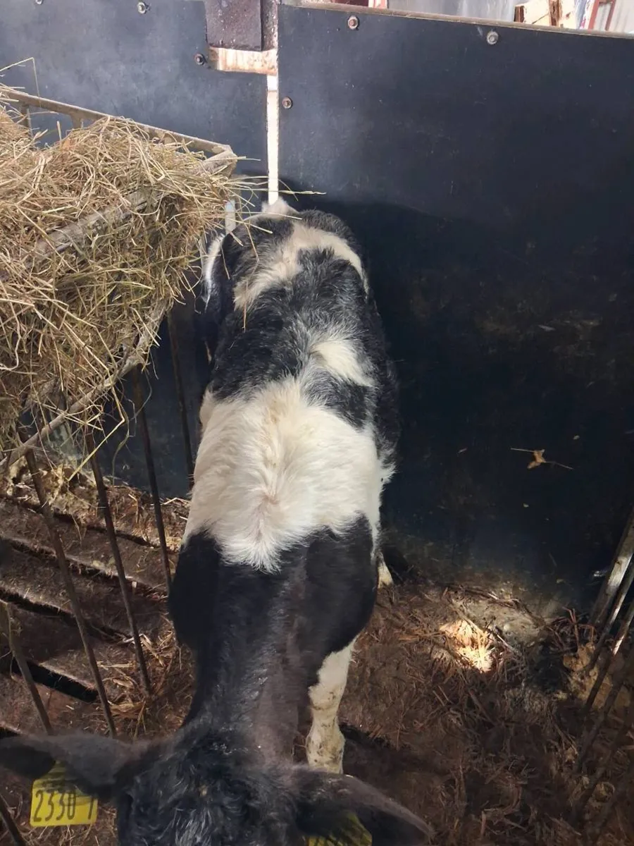 Continental calves - Image 4