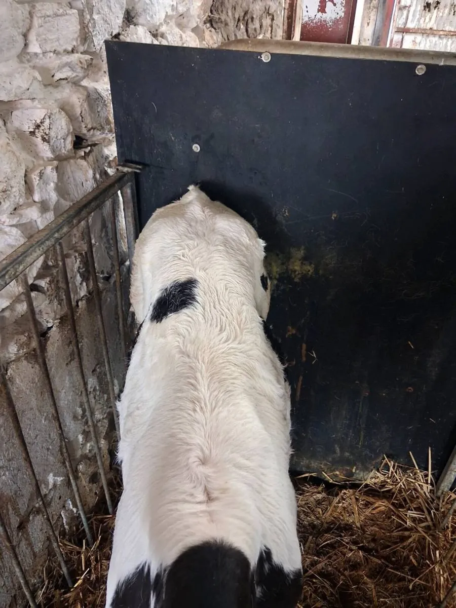 Continental calves - Image 3