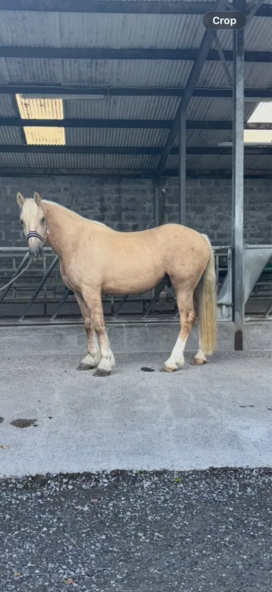 4yr old Gelding - Image 1