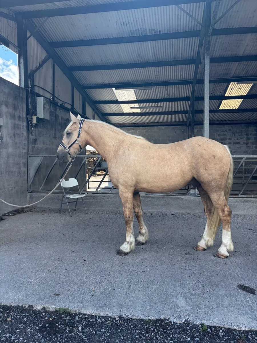 4yr old Gelding - Image 2