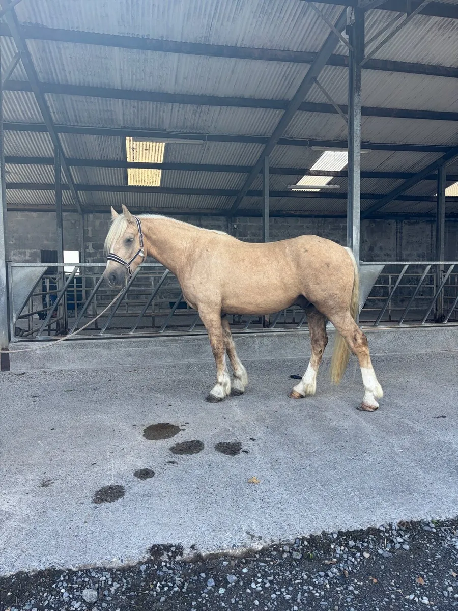 4yr old Gelding - Image 3