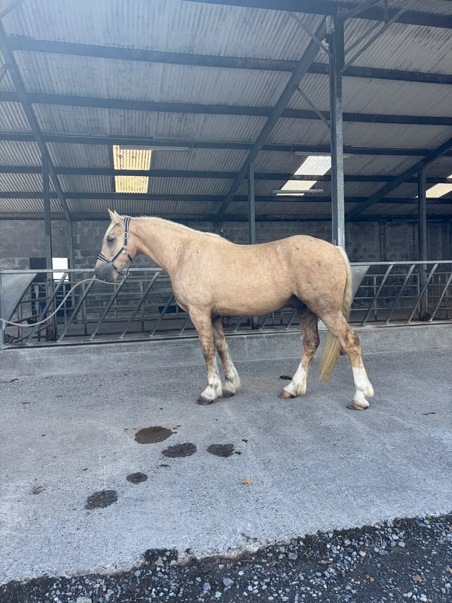 4yr old Gelding - Image 4