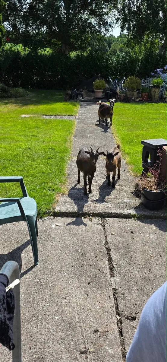 Pygmy goats - Image 2