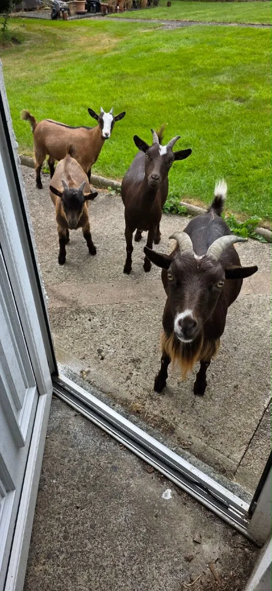 Pygmy goats - Image 1