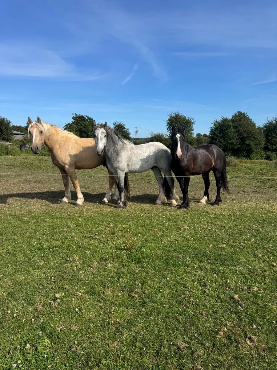 3yr  old Gelding - Image 1