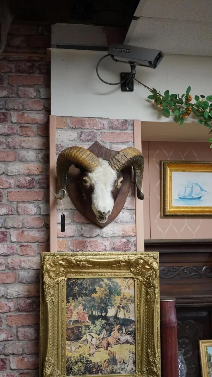 Mounted Rams Head Wall Trophy - Image 1