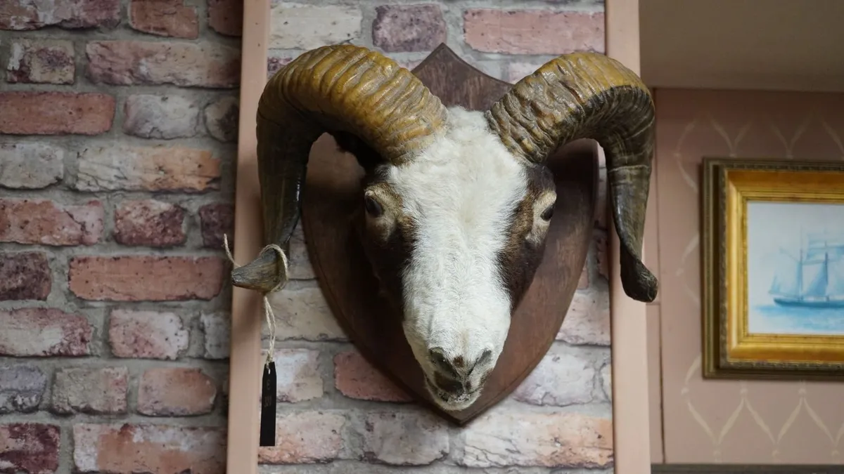 Mounted Rams Head Wall Trophy - Image 2