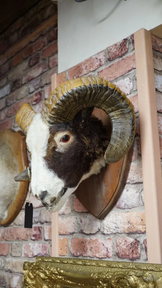 Mounted Rams Head Wall Trophy - Image 3