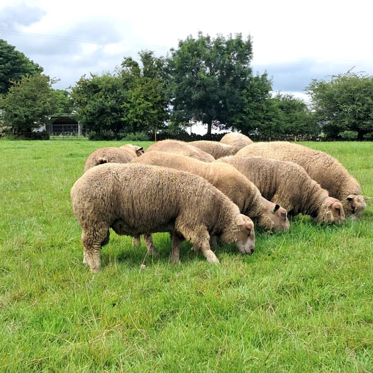 Pedigree Charollais Ram Lambs - Image 1