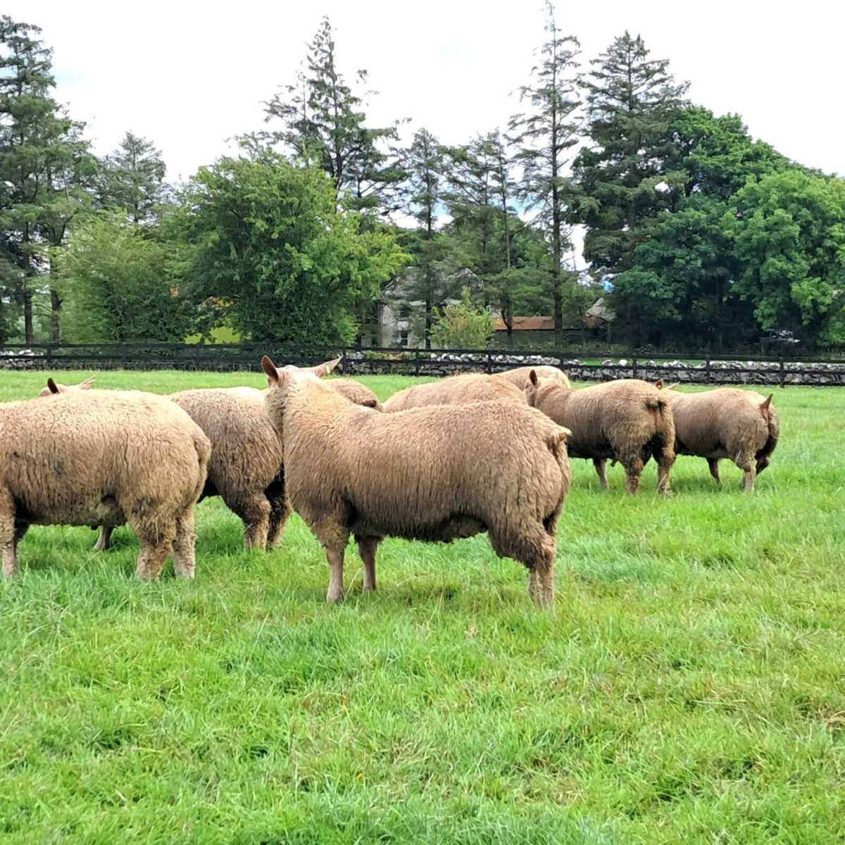 Pedigree Charollais Ram Lambs - Image 2