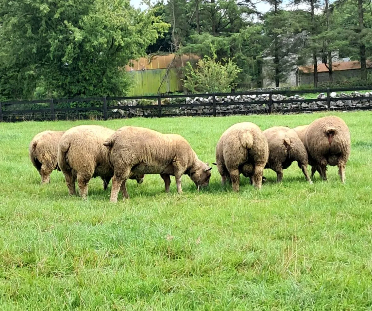 Pedigree Charollais Ram Lambs - Image 3