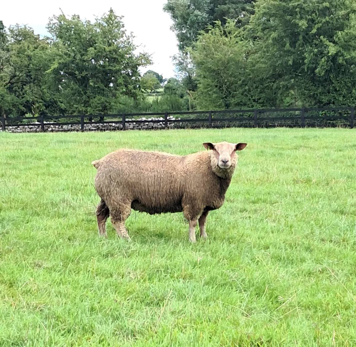 Pedigree Charollais Ram Lambs - Image 4