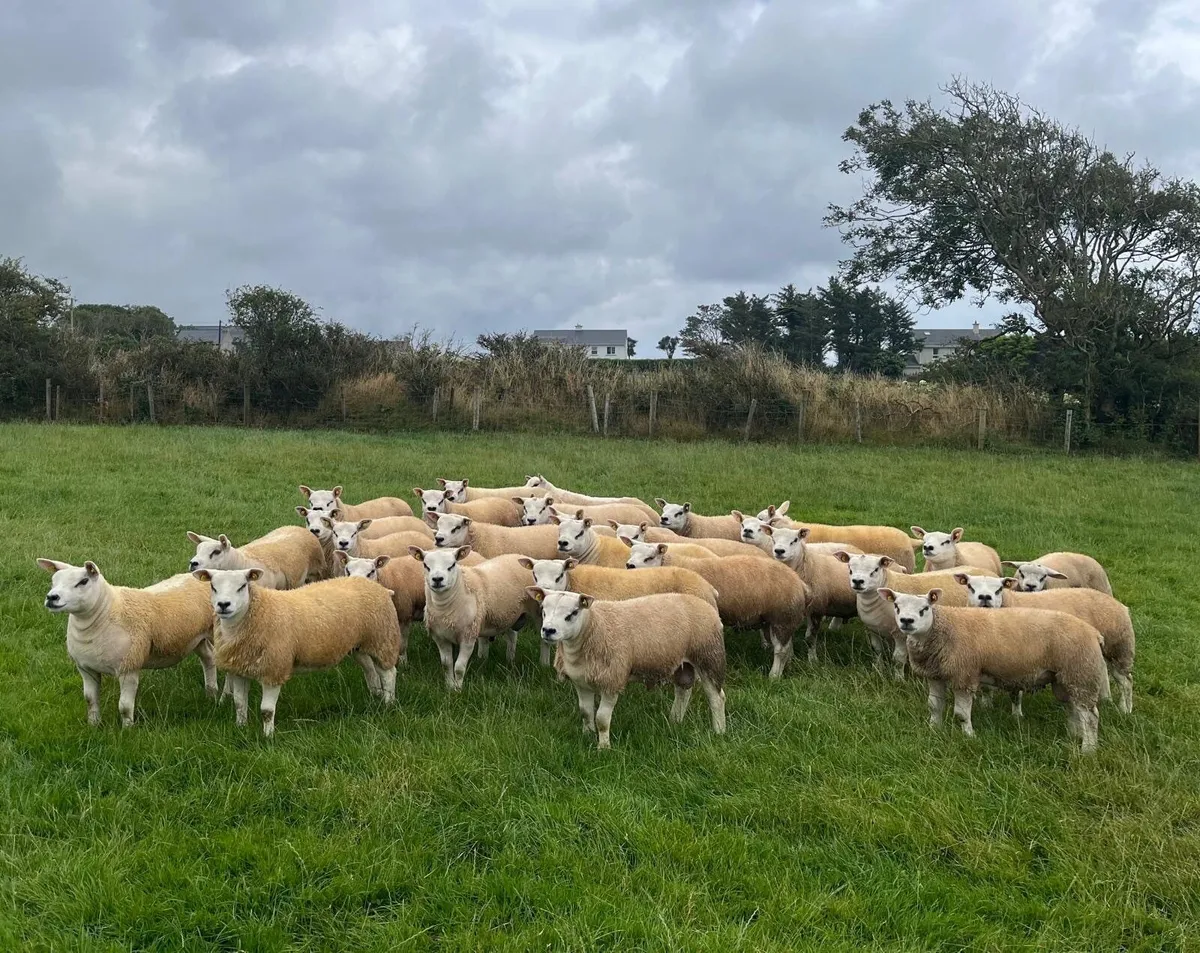 SIS Approved Texel Ram Lambs & Ewe Lambs - Image 2