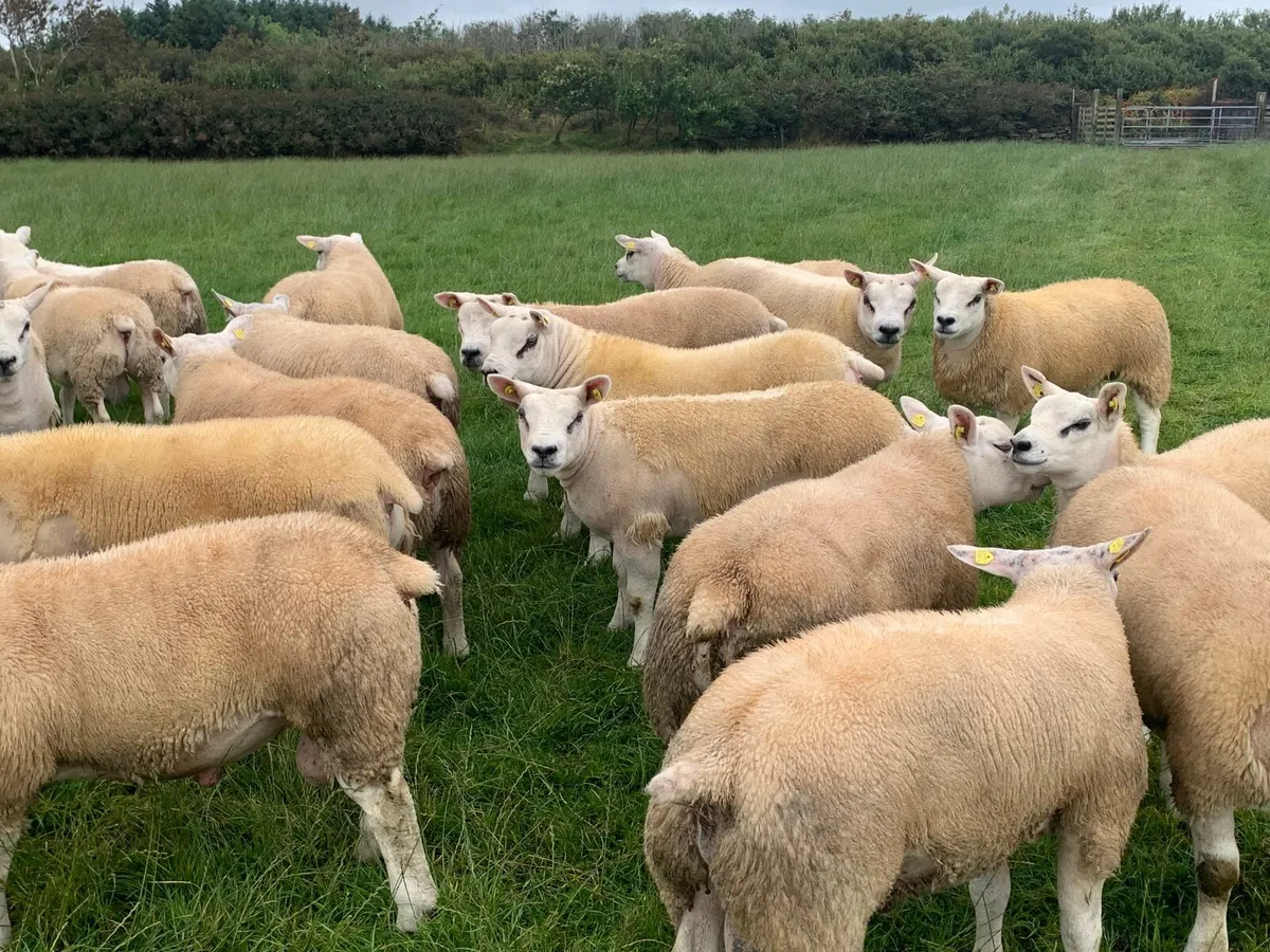 SIS Approved Texel Ram Lambs & Ewe Lambs - Image 3