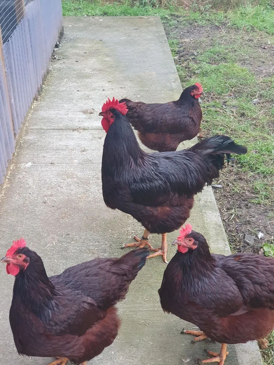 Poultry sale in the Naul, Co N.Dublin