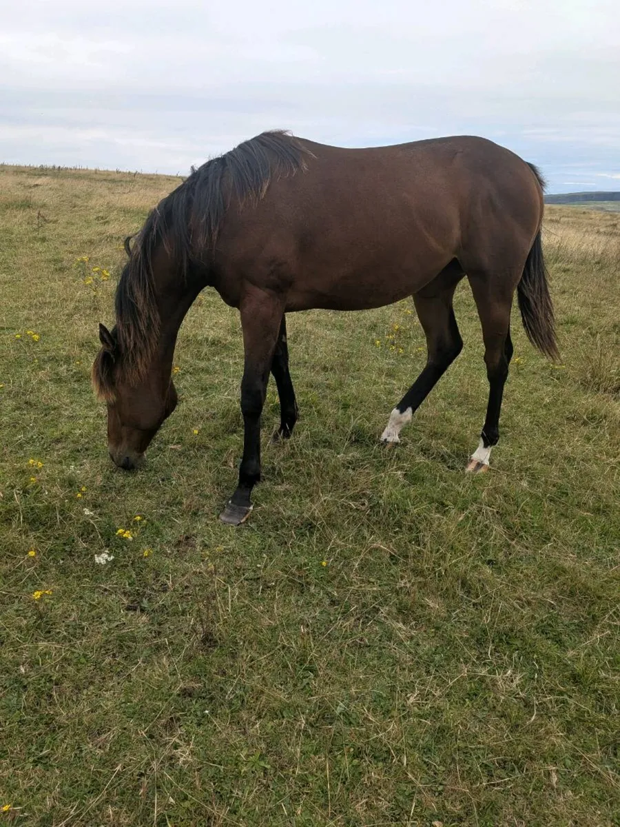 Yearling Filly - Image 4