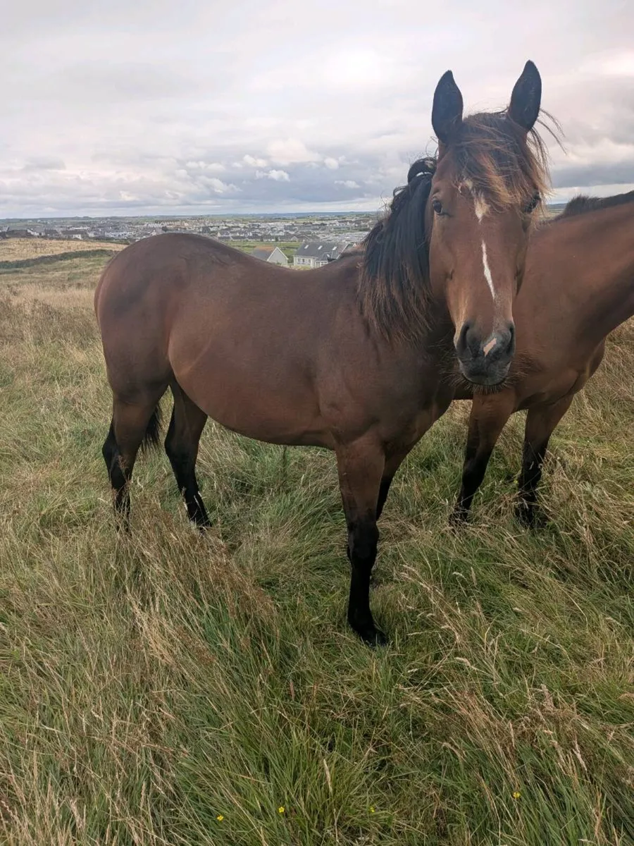 Yearling Filly - Image 1