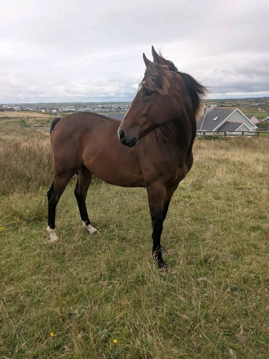 Yearling Filly - Image 2