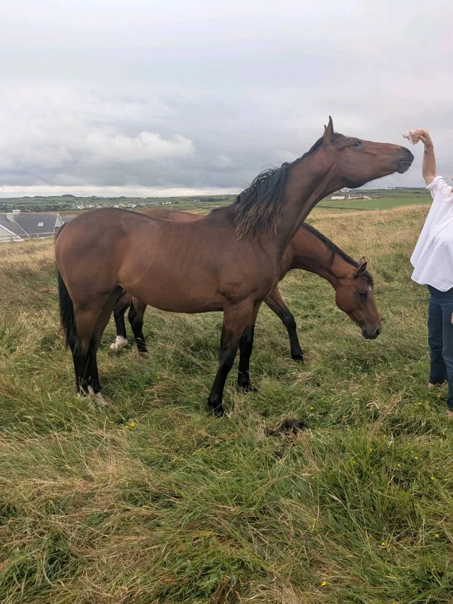 Yearling Filly - Image 3